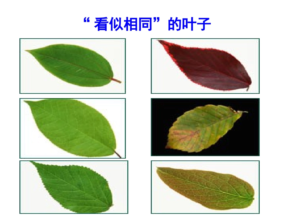 我的课件人的生命的独特性_第3页