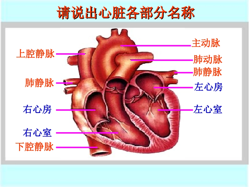 血液循环的途径_第3页