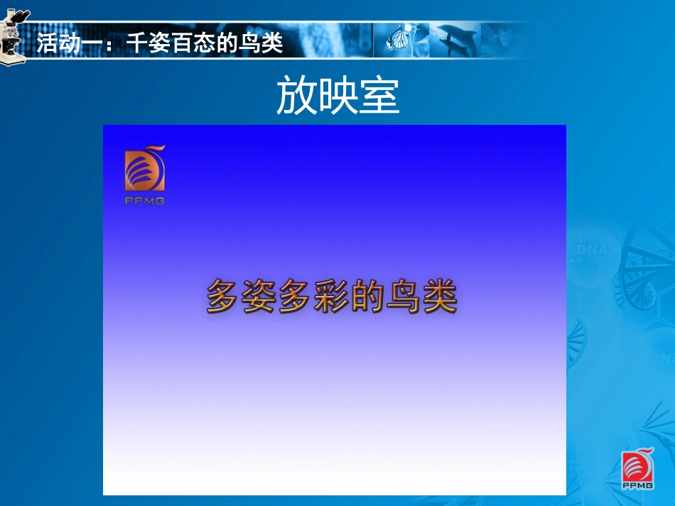 鸟类-教学课件_第2页