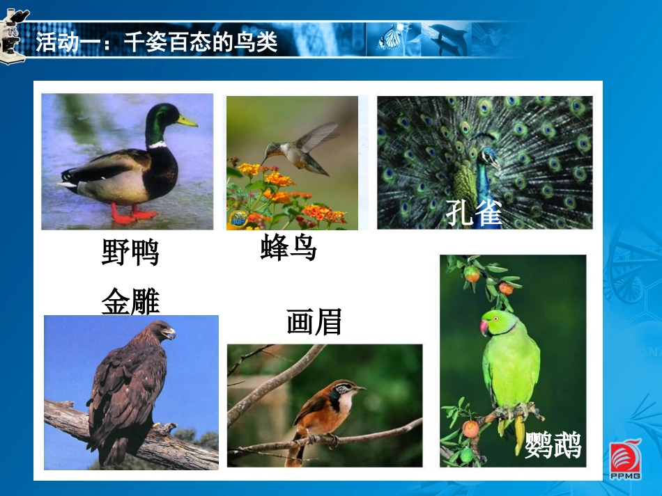 鸟类-教学课件_第3页