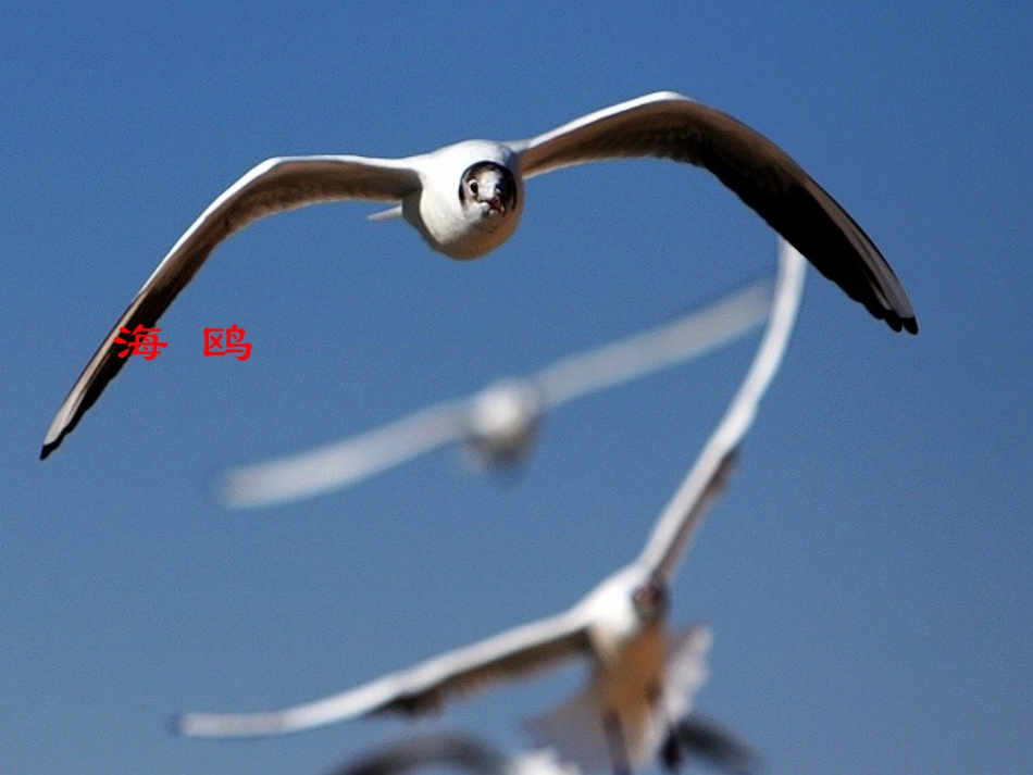 《飞吧海鸥》(1)_第3页