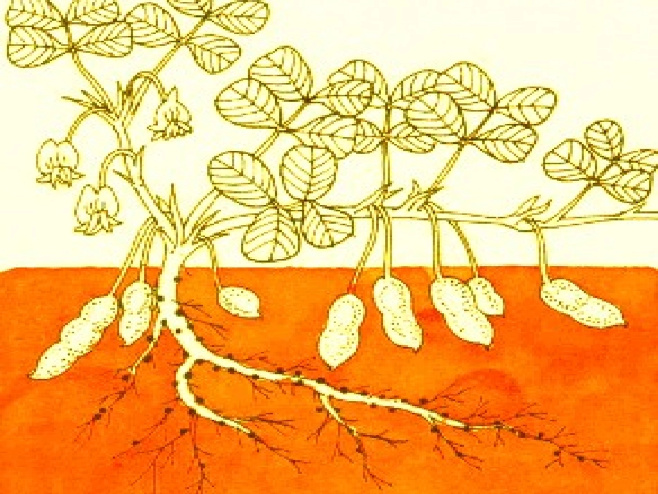 落花生 (2)_第2页