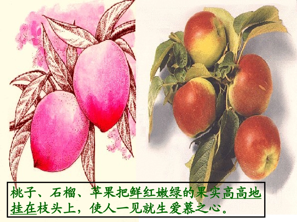 落花生 (2)_第3页