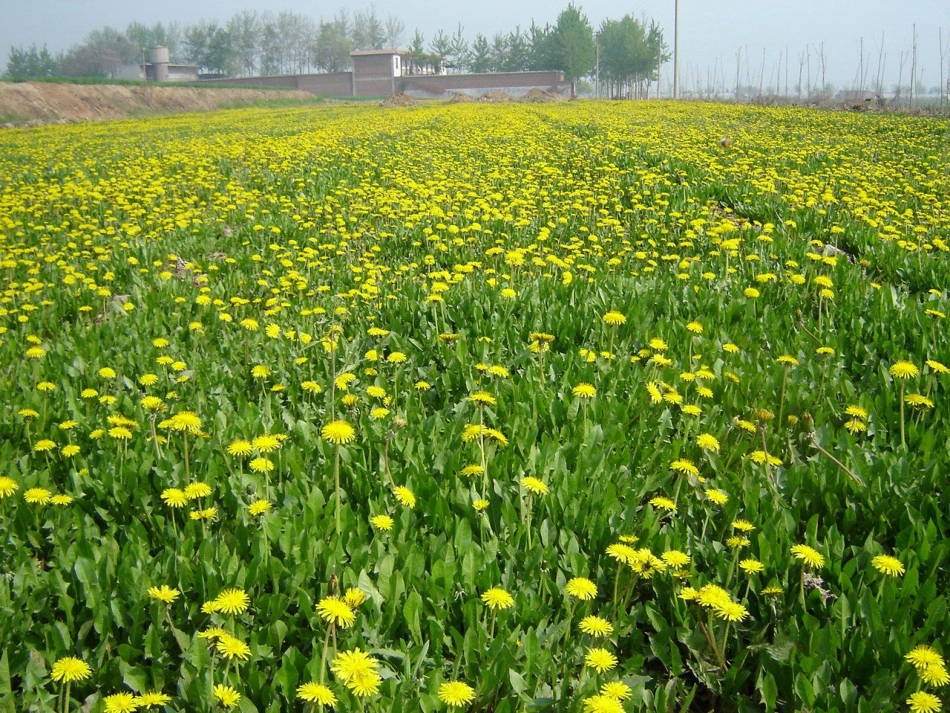 金色的草地PPT课件_第2页