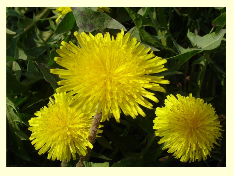 金色的草地PPT课件_第3页