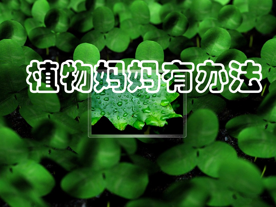 《植物妈妈有办法》参考课件_第1页