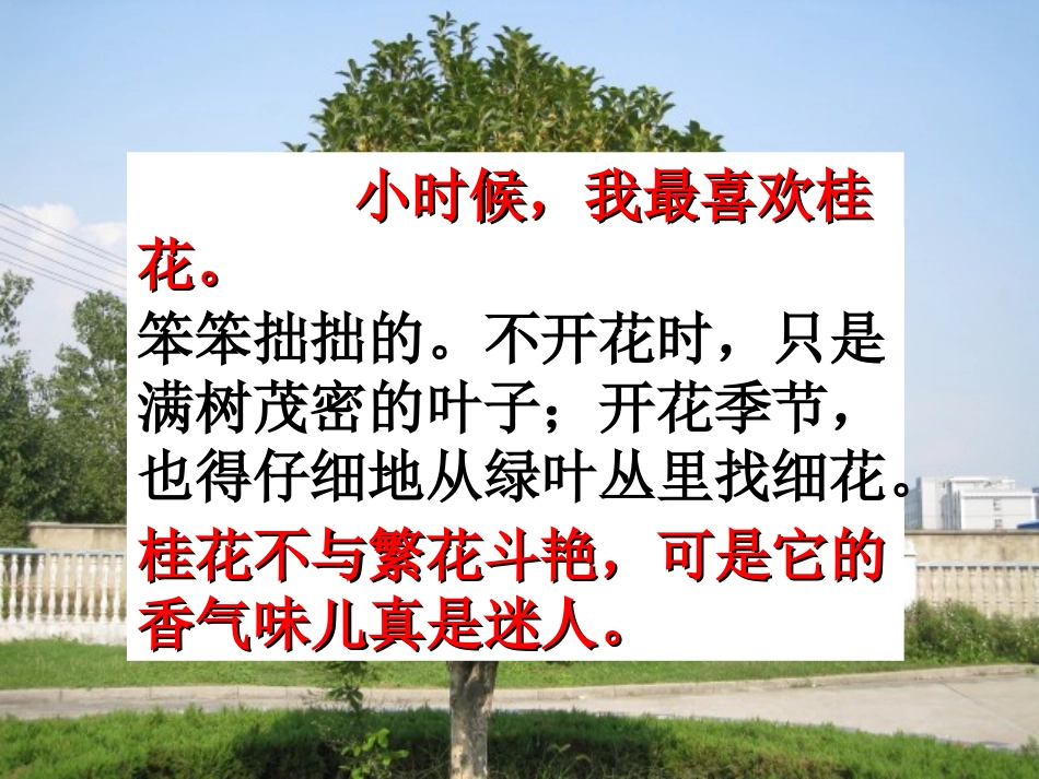 桂花雨 (2)_第2页