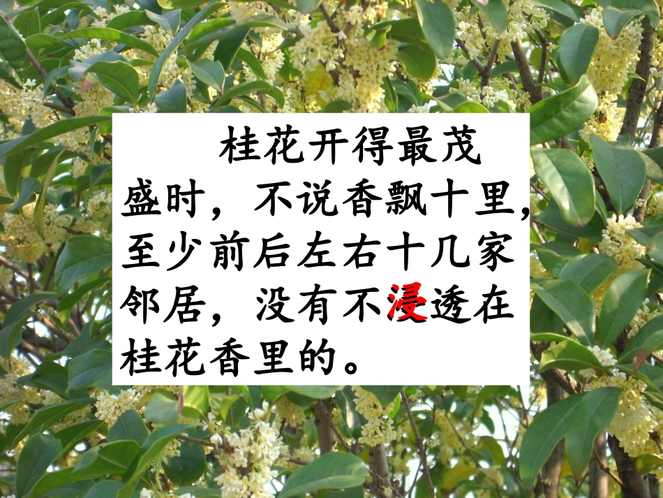 桂花雨 (2)_第3页