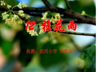 桂花雨 (2)