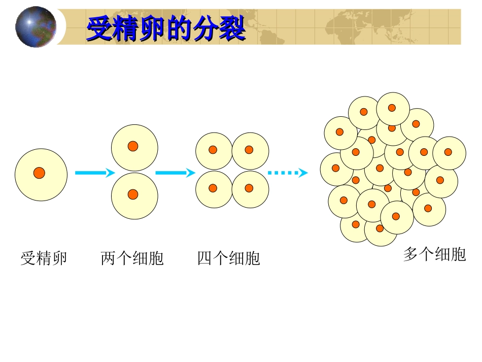 细胞怎样构成生物体_第3页