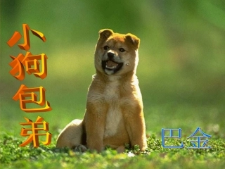 小狗包弟 (3)