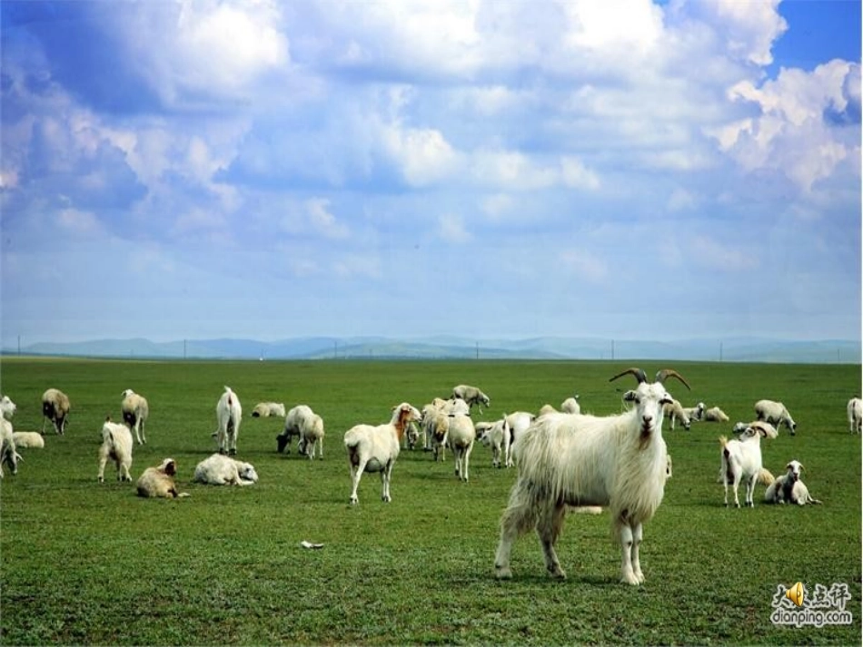 《我是草原小牧民》樊玲_第3页