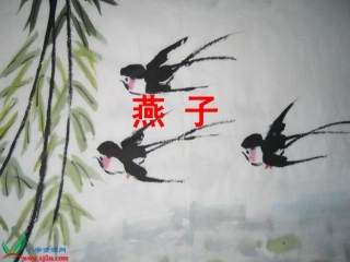 燕子PPT课件