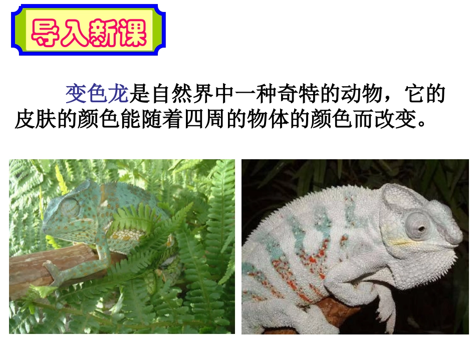 变色龙优质课课件_第2页