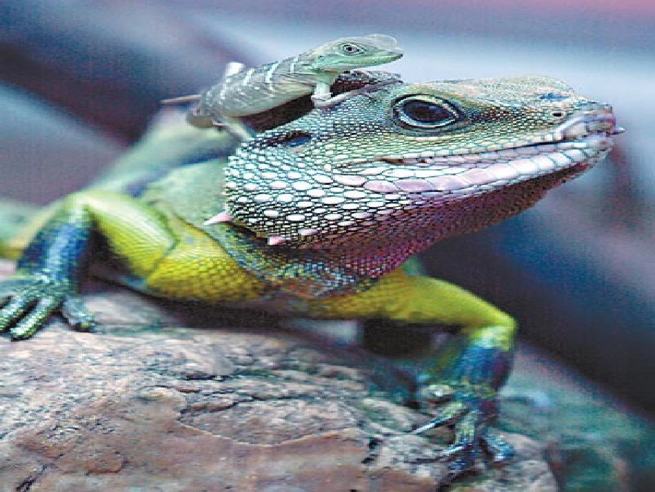 变色龙优质课课件_第3页