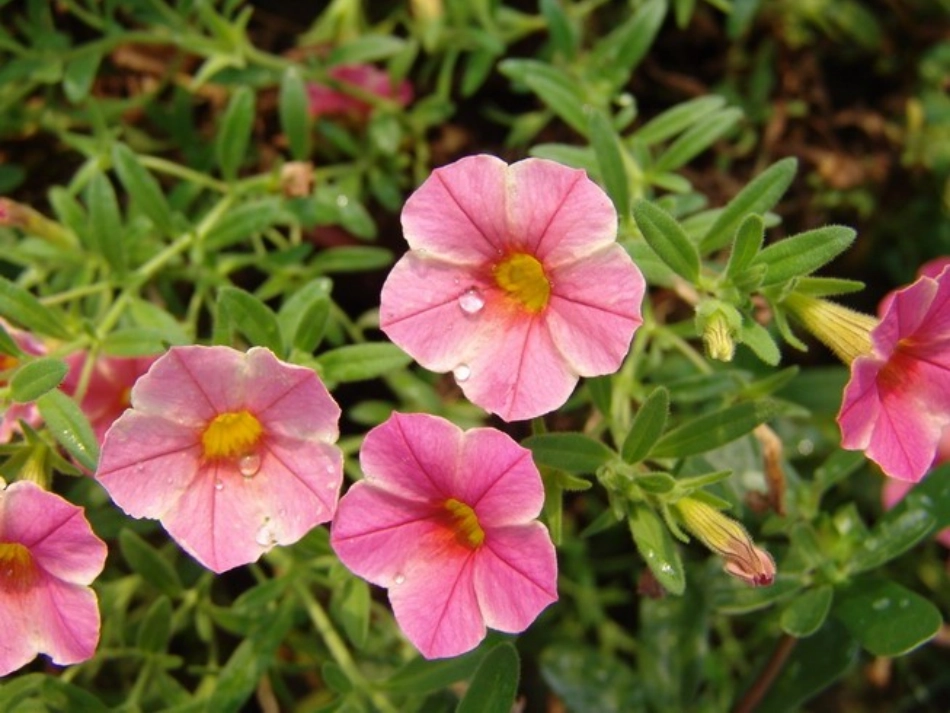 生命生命 (2)_第3页