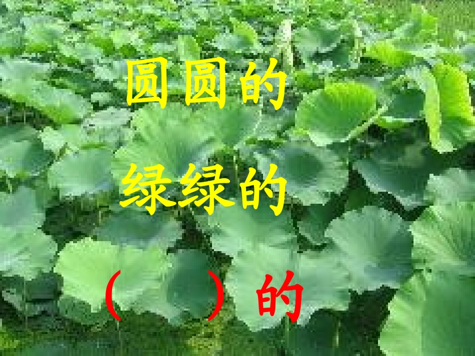沪江小学资源网_小学一年级语文下册《荷叶圆圆》PPT课件_2012102322555791_967_第2页