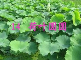 沪江小学资源网_小学一年级语文下册《荷叶圆圆》PPT课件_2012102322555791_967