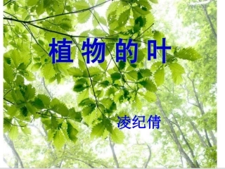 三年级科学（上册）植物的叶