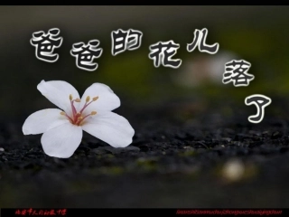 初中一年级语文课件爸爸的花儿落了