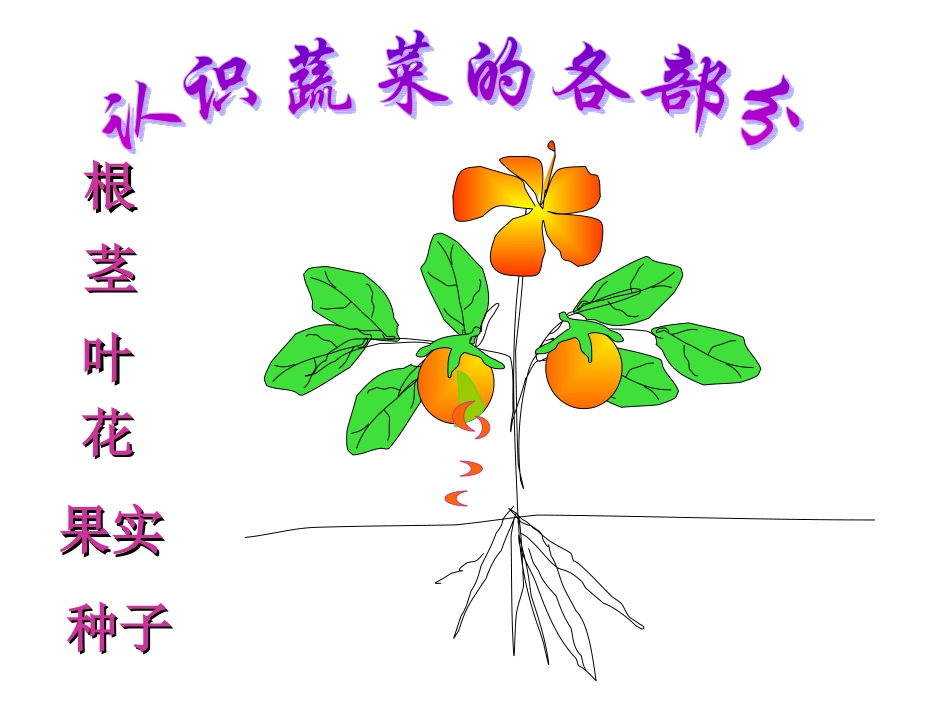 幼儿园课件-认识蔬菜_第3页