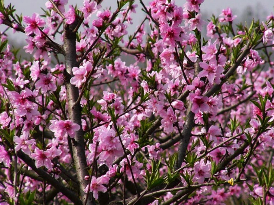 春课时1自制_第2页