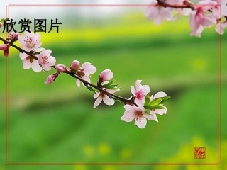 春课时1自制