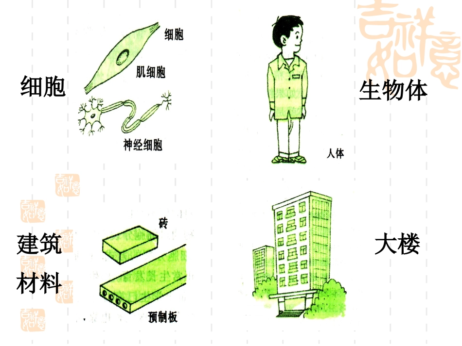 生物体的结构层次[1]_第2页