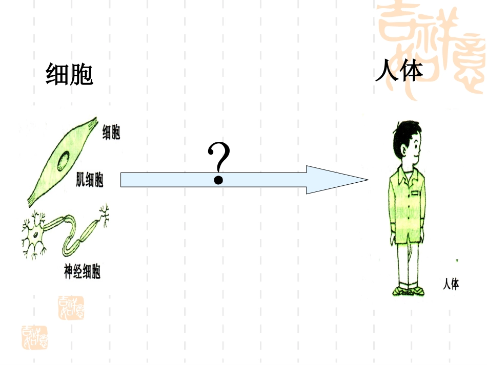 生物体的结构层次[1]_第3页