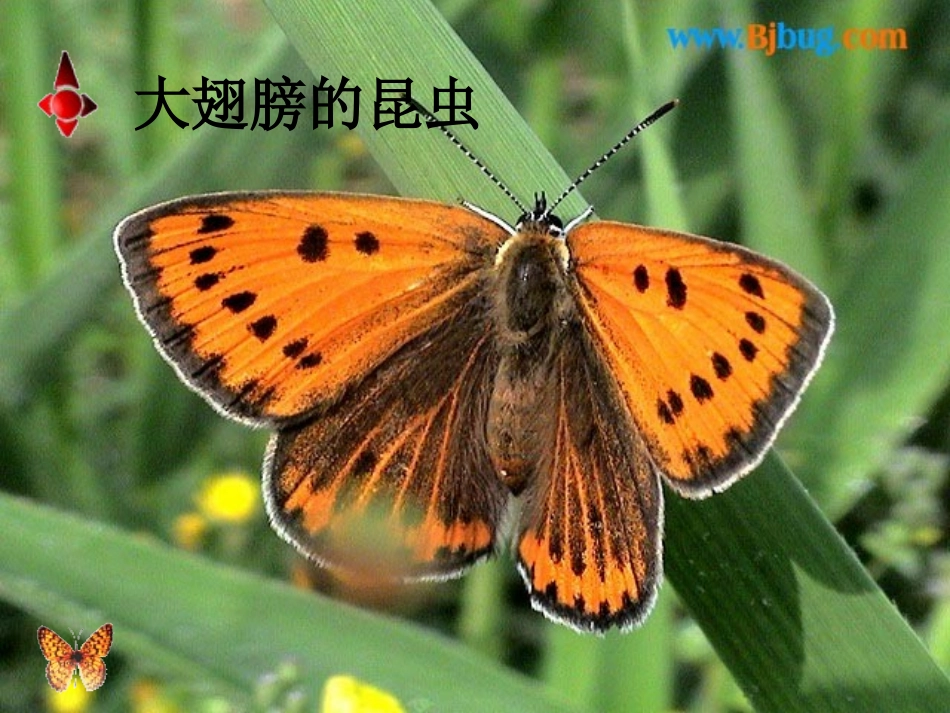 《有趣的发现》_第2页