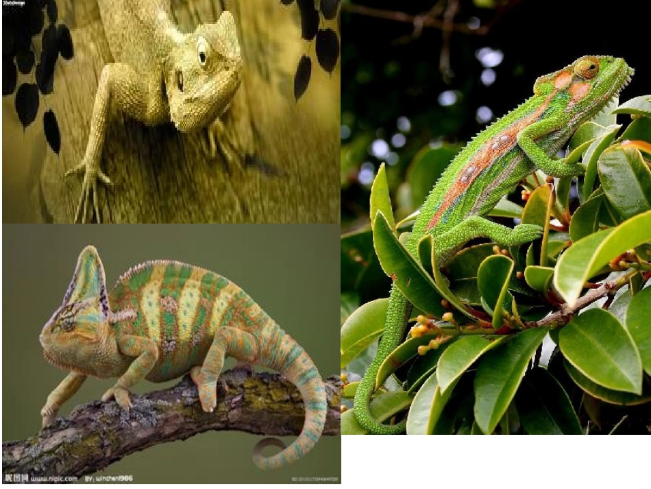 《变色龙》77_第2页