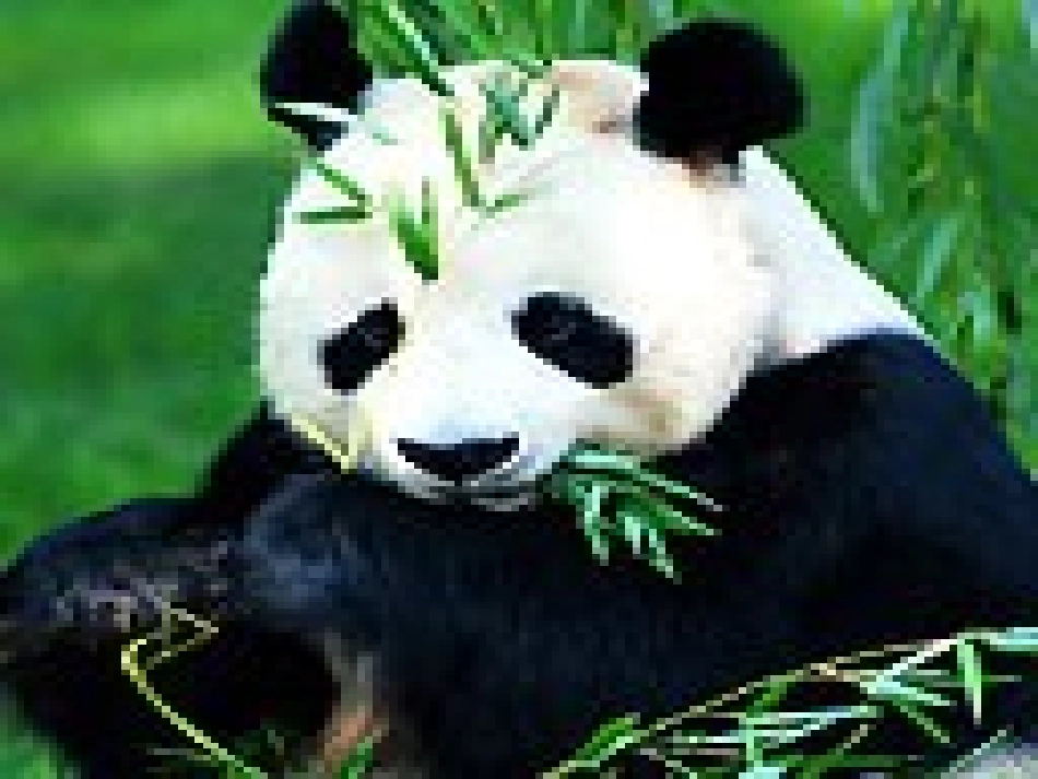 北师大版小学语文一年级下册《大熊猫》课件_第2页