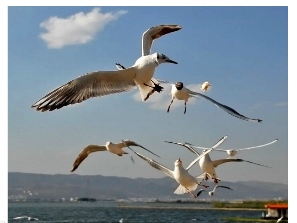 老人与海鸥实用课件_第2页