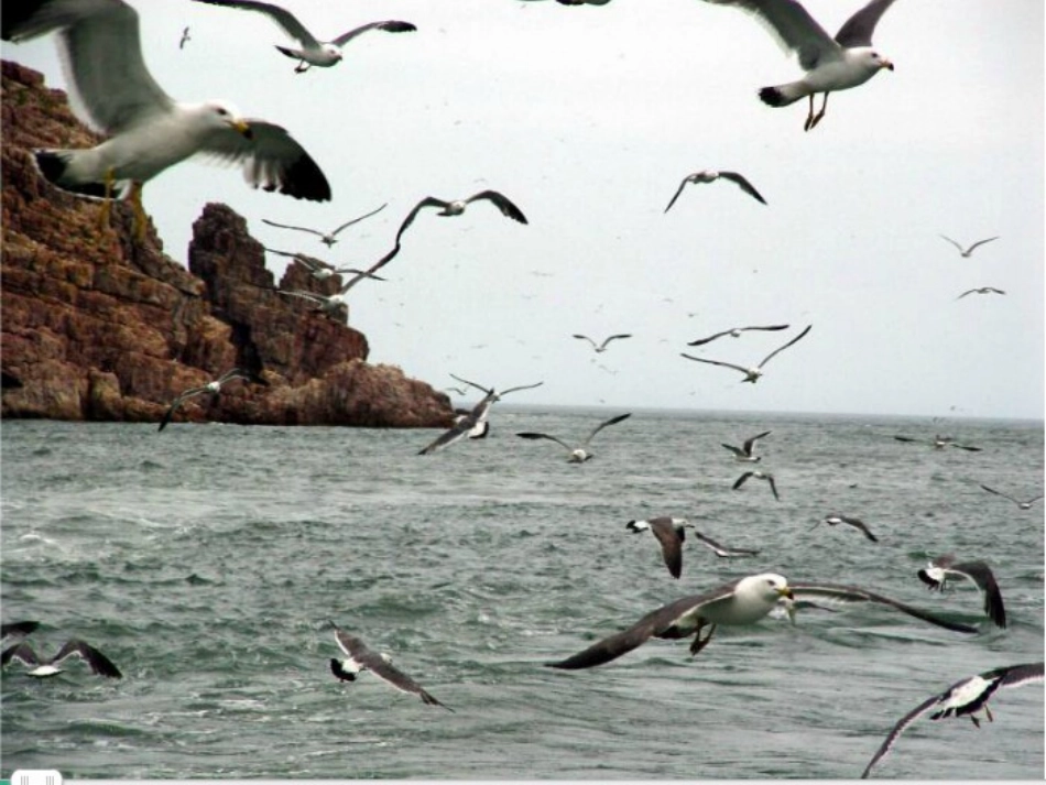 老人与海鸥实用课件_第3页