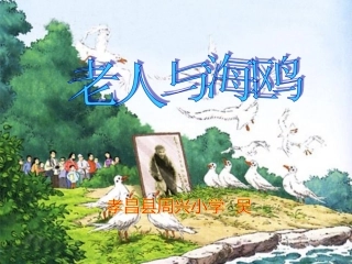 老人与海鸥实用课件