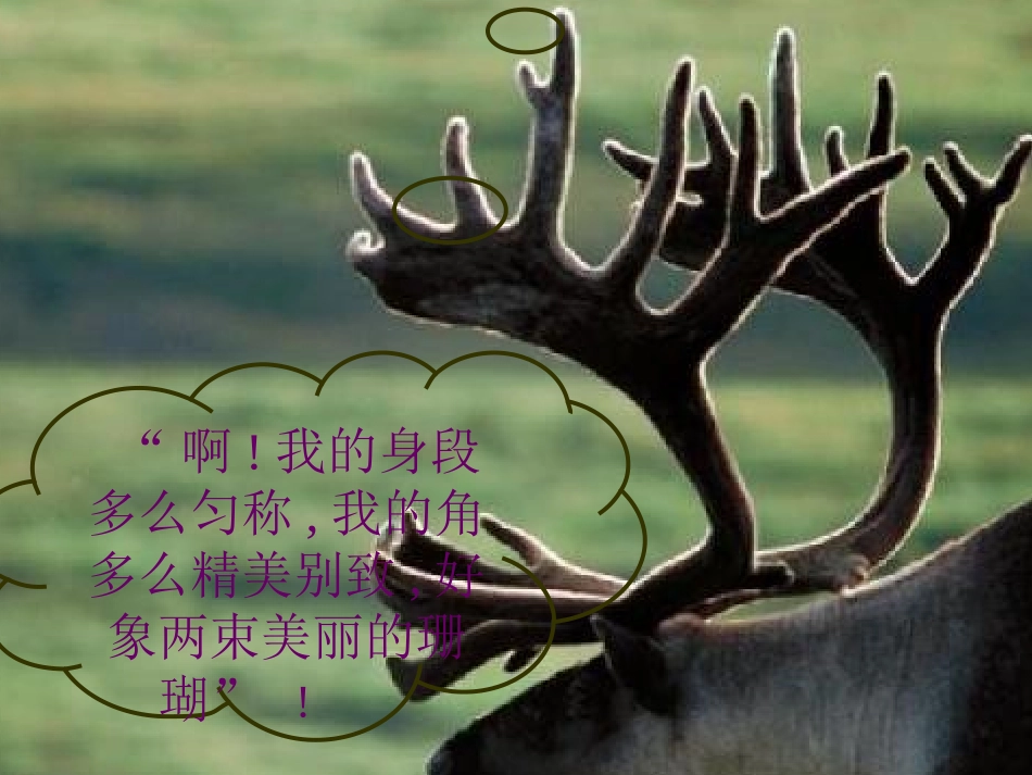 人教版小学语文三年级上册《狮子和鹿》PPT课件_第2页