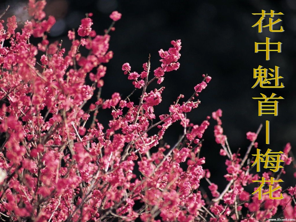 初中一年级生物上册第三单元生物圈中的绿色植物第五章绿色植物的一生第一课时课件_第3页