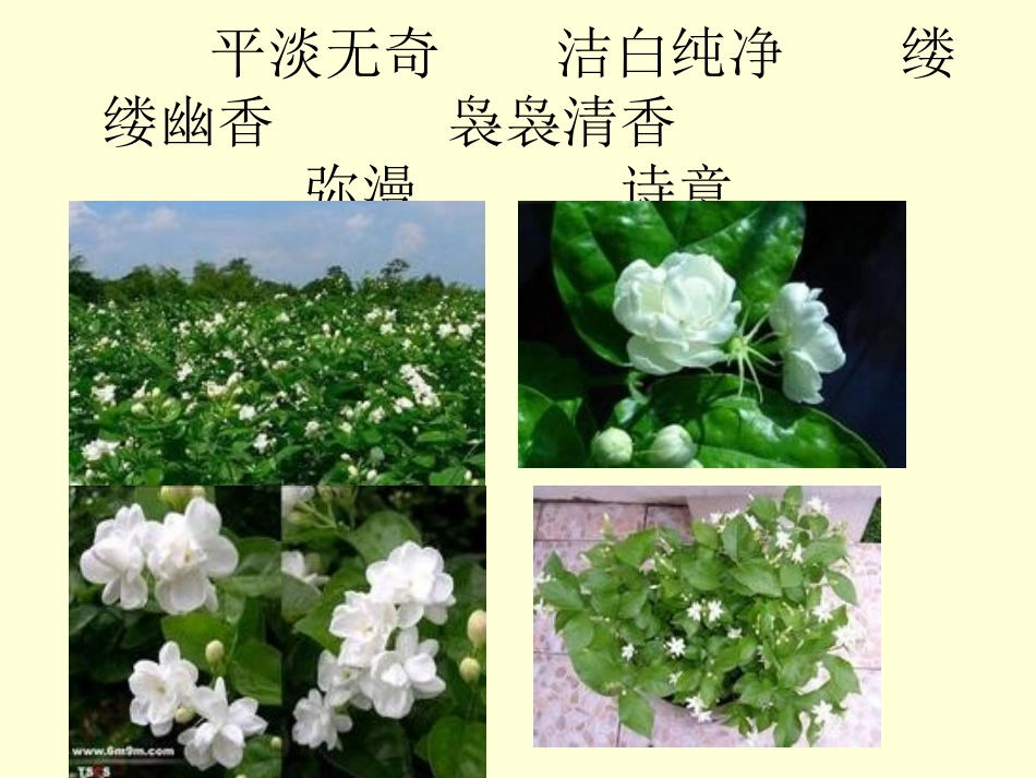 爱如茉莉课件_第2页