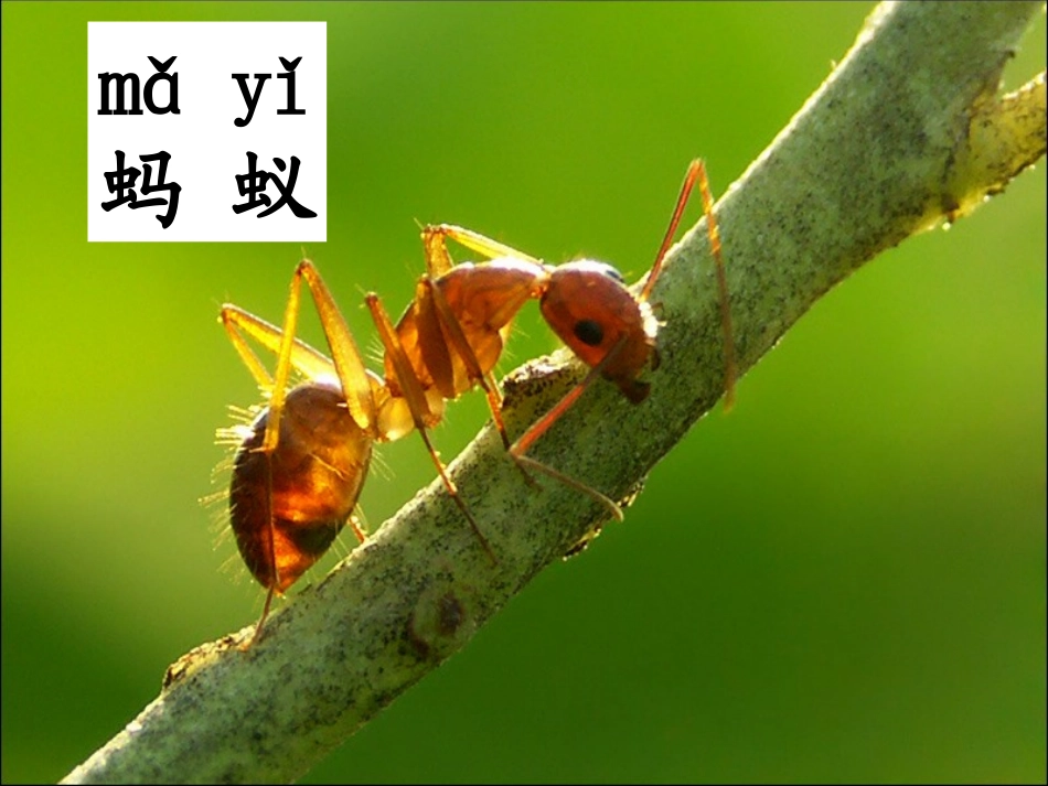 人教版一年级语文下册《识字4》课件_第3页