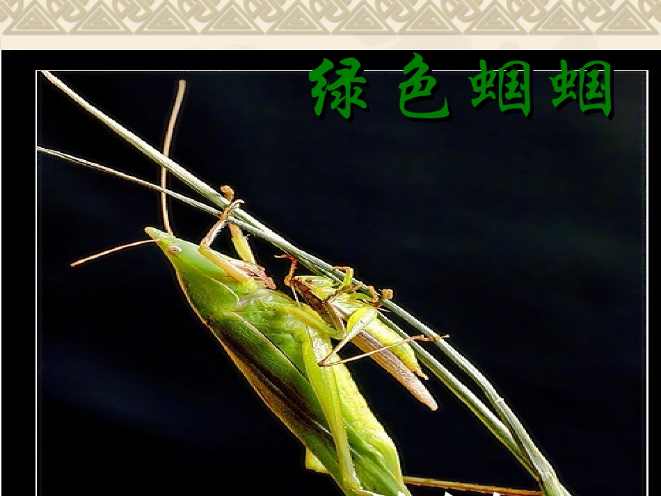 《绿色蝈蝈》_第1页