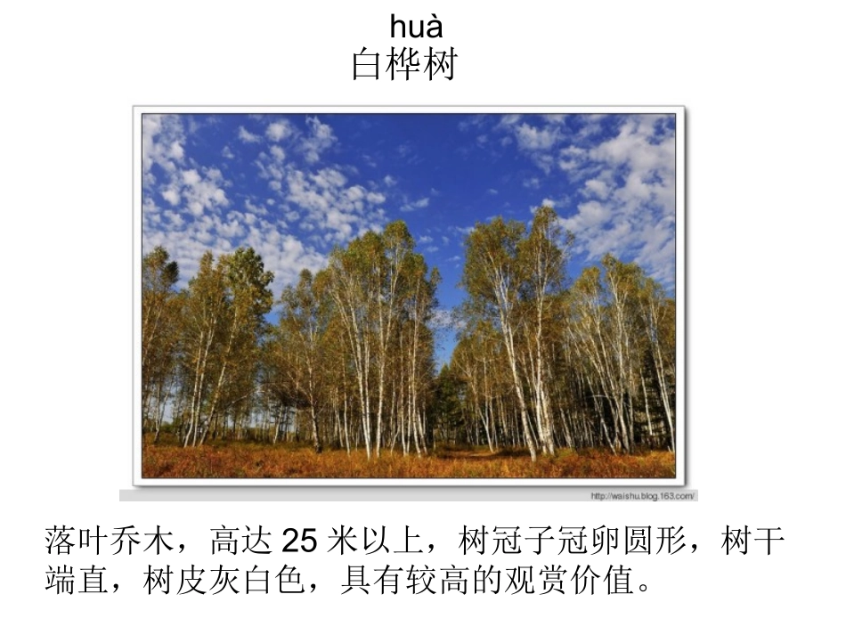 白桦林的低语 (3)_第3页