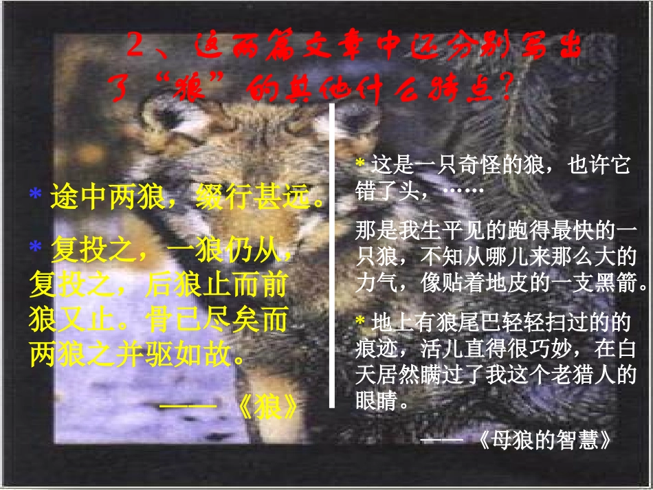 狼专题比较阅读_第2页