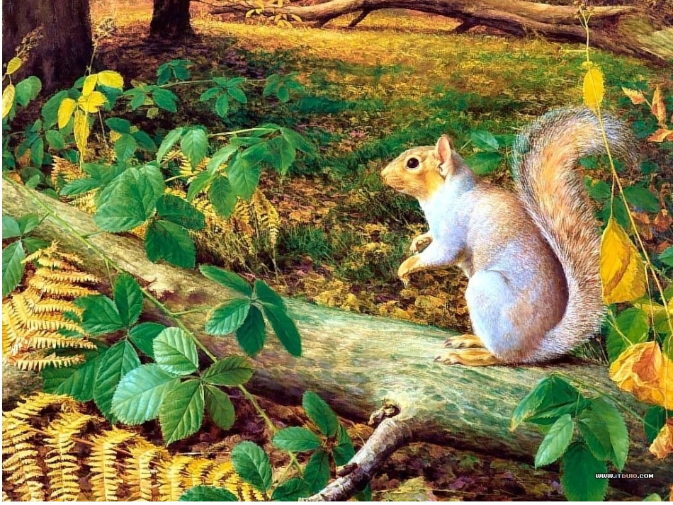 五年级上册《松鼠》课件_第2页