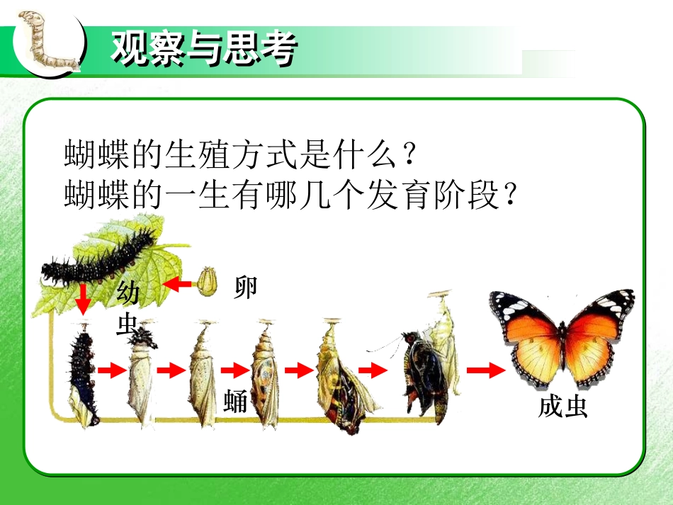 昆虫的生殖与发育_第3页