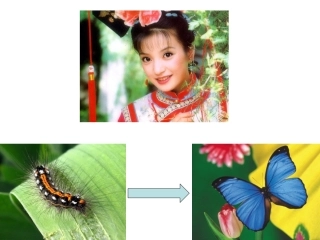 昆虫的生殖与发育