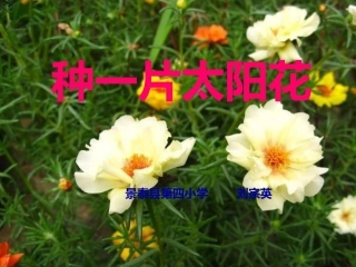 《种一片太阳花》教学课件