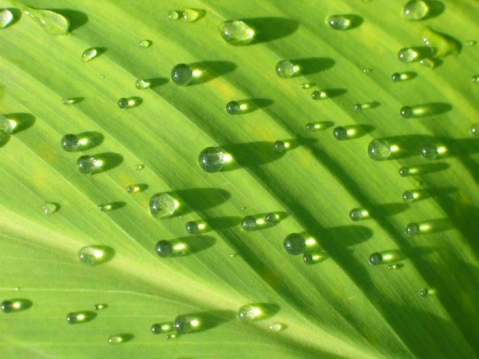 囚绿记 (2)_第2页