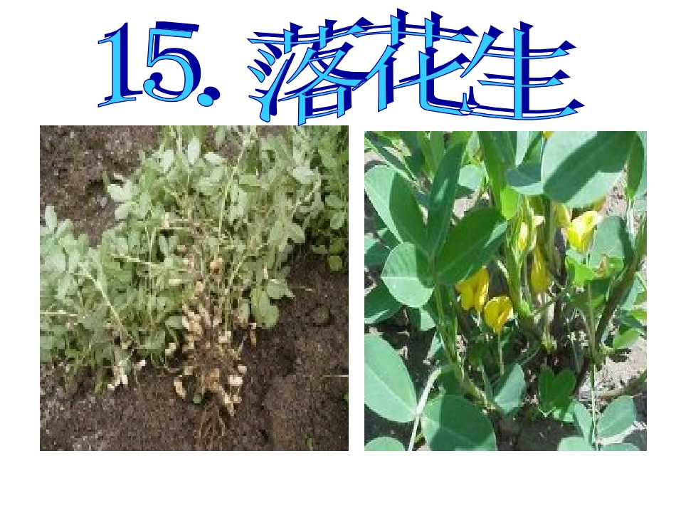 落花生精品课件_第2页