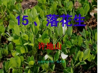 《落花生》课件（21页）