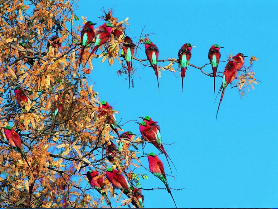 人教版一年级语文下册《两只鸟蛋》课件_第2页